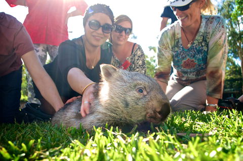 Australian Reptile Park - Accommodation Cooktown 10