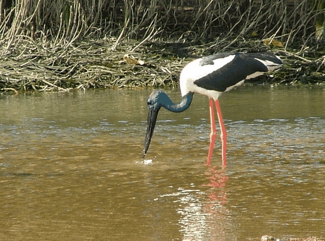 Bruce Belchers Daintree River Cruise - Accommodation Cooktown 2