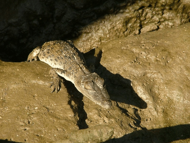 Bruce Belchers Daintree River Cruise - Accommodation Cooktown 3
