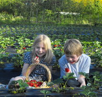 Blue Hills Berries  Cherries - Accommodation Cooktown