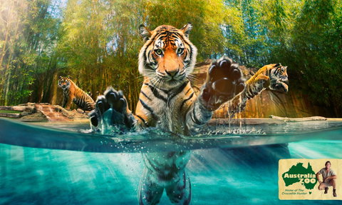 Australia Zoo - Accommodation Cooktown 9