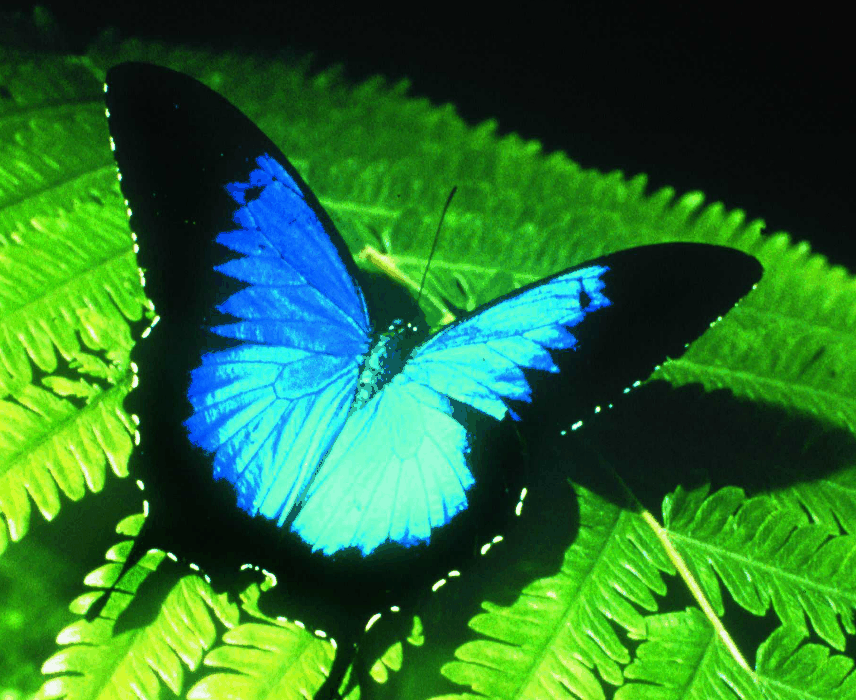 Australian Butterfly Sanctuary - Accommodation Cooktown