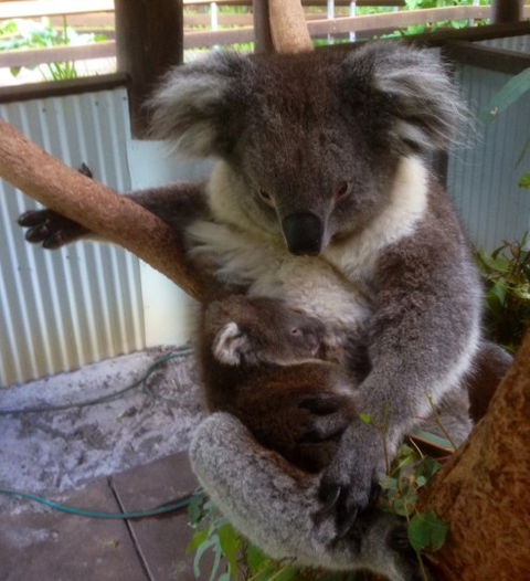 Outback Splash - Accommodation Cooktown 3
