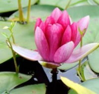The Lotus Day Spa and Retreat - Accommodation Cooktown