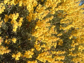 Dalwallinu WA Accommodation Cooktown