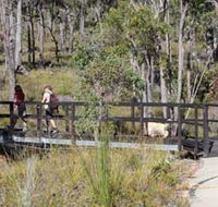 Forest Path Crooked Brook - Accommodation Cooktown