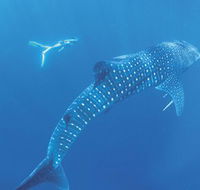 Ningaloo Marine Park - Accommodation Cooktown