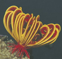 Muiron Islands - Accommodation Cooktown