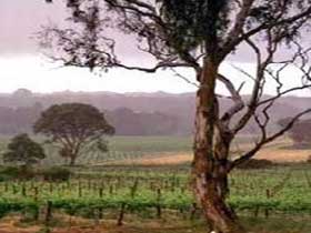 Yangarra Estate Vineyard - Accommodation Cooktown 0