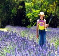 Brayfield Park Lavender Farm - Accommodation Cooktown