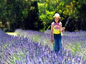 Brayfield Park Lavender Farm - Accommodation Cooktown 0