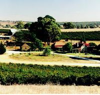 Irvine Wines