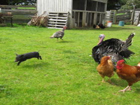 Echo Farm - Accommodation Cooktown 0