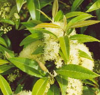 Tumbeela Native Bushfoods - Accommodation Cooktown