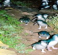 Penneshaw Penguin Centre - Accommodation Cooktown