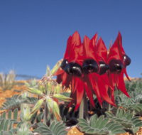 Alan Mclellan Lookout - Accommodation Cooktown
