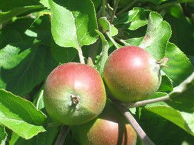 Sage Cooking School - Accommodation Cooktown 0