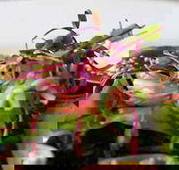 Courgette - Accommodation Cooktown