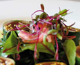 Courgette - Accommodation Cooktown 0