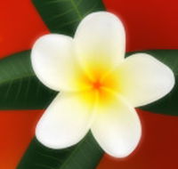 Well Retreat - Day Spa and Teahouse - Accommodation Cooktown