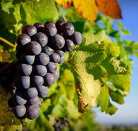 Panorama Vineyard - Accommodation Cooktown