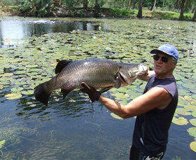 Barra Feeding - Accommodation Cooktown 0