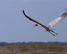 Gayngaru Wetlands Interpretive Walk - Accommodation Cooktown 0