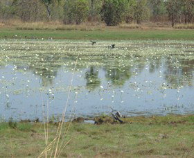 Leaning Tree Lagoon Nature Park - Accommodation Cooktown 0