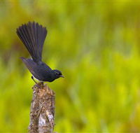 Holmes Jungle Nature Park - Accommodation Cooktown