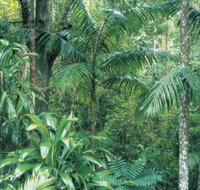 Westside Track Maiala - Accommodation Cooktown
