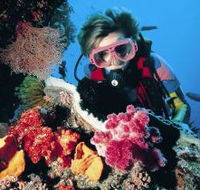 Cook Island Dive Site - Accommodation Cooktown
