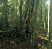 Lamington National Park Binna Burra Section - Accommodation Cooktown