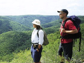 Sunshine Coast Hinterland Great! Walk - Accommodation Cooktown 0