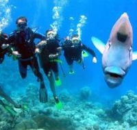 Magic Mountain Dive Site - Accommodation Cooktown