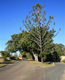 Anzac Avenue Memorial Trees, Beerburrum - Accommodation Cooktown 0