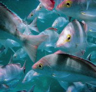 Wolf Rock Dive Site - Accommodation Cooktown