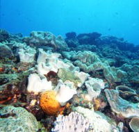 Mudjimba Old Woman Island Dive Site - Accommodation Cooktown