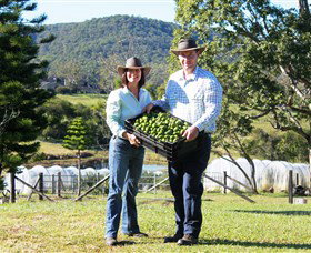 Hinterland Feijoas - Accommodation Cooktown 0