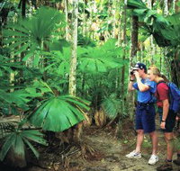 Mount Sorrow Ridge Trail Daintree National Park - Accommodation Cooktown