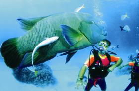 Turtle Bay Dive Site - Accommodation Cooktown 0