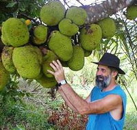 Cape Trib Exotic Fruit Farm - Accommodation Cooktown