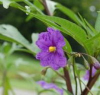 Alpha Native Flower Garden - Accommodation Cooktown
