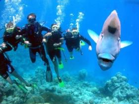 Gotham City Dive Site - Accommodation Cooktown 0