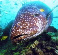 Lady Musgrave Island Dive Sites - Accommodation Cooktown