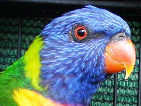 Fraser Coast Wildlife Sanctuary - Accommodation Cooktown 0