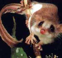 Carrowong Fauna Sanctuary - Accommodation Cooktown
