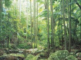 Python Rock - Accommodation Cooktown 0
