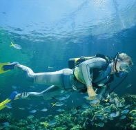 Manta Ray Bommie Dive Site - Accommodation Cooktown