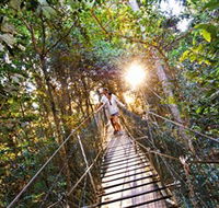 Tree Top Walkway