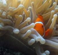 Flat Rock Dive Site - Accommodation Cooktown